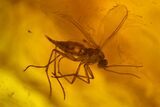 Fossil Caddisfly (Trichoptera) and Fly (Diptera) in Baltic Amber #207483-4